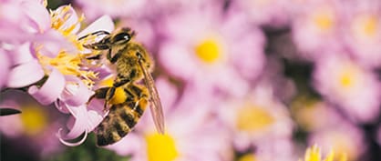 Addressing the Pollinator Shortage